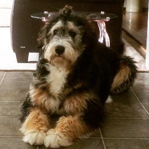 Walk with us #jerseygirlthebernedoodle