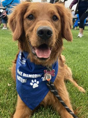 Come walk with us in support of the Alzheimer's Society